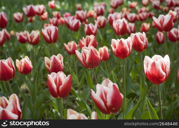 Tulip