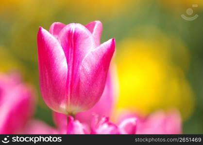 Tulip