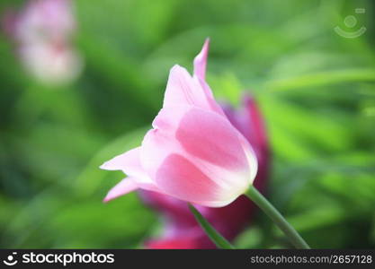 Tulip