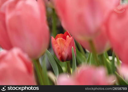 Tulip