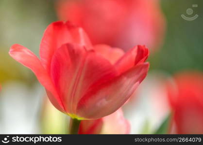 Tulip