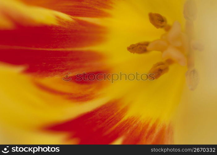 Tulip