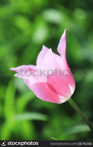 Tulip