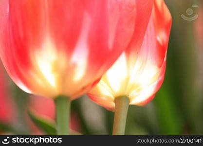 Tulip