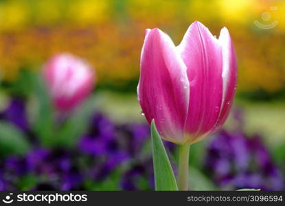 Tulip