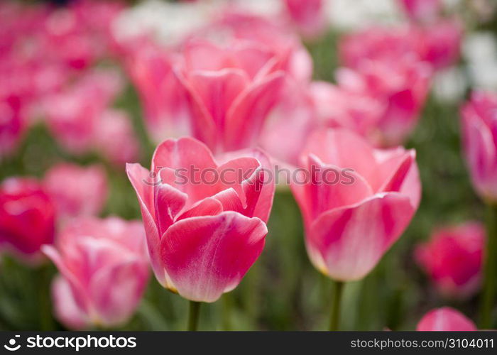 Tulip