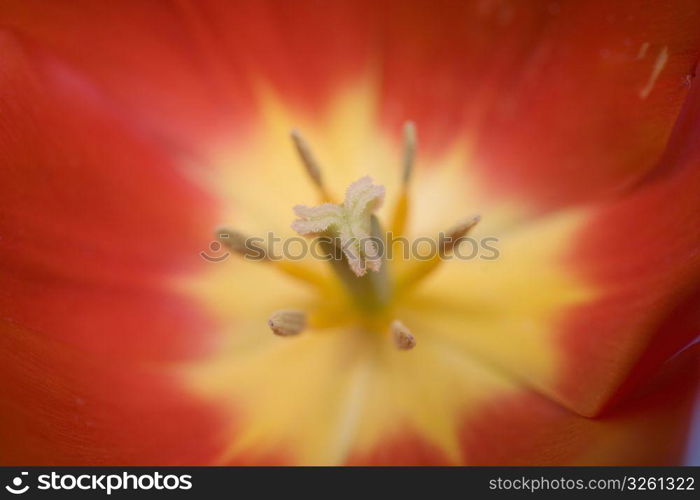 Tulip