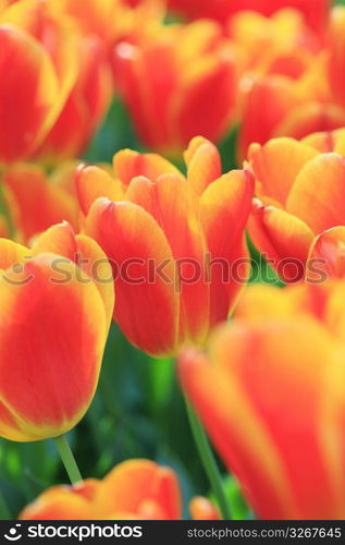 Tulip