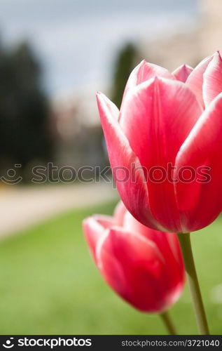 tulip