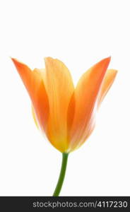 Tulip