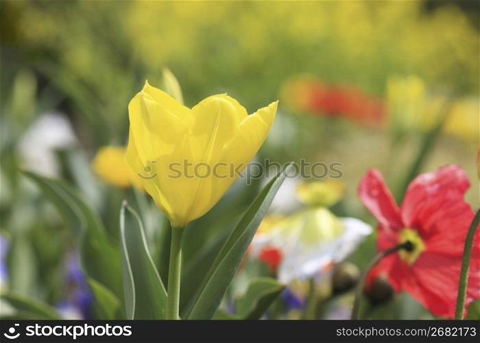 Tulip and poppy