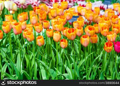 Tulip. Beautiful tulips. colorful tulips. tulips in spring,colourful tulip