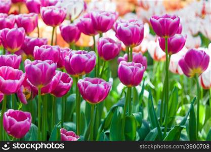 Tulip. Beautiful tulips. colorful tulips. tulips in spring,colourful tulip