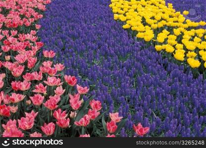 Tulip beds, KeukenhofLisse, Holland