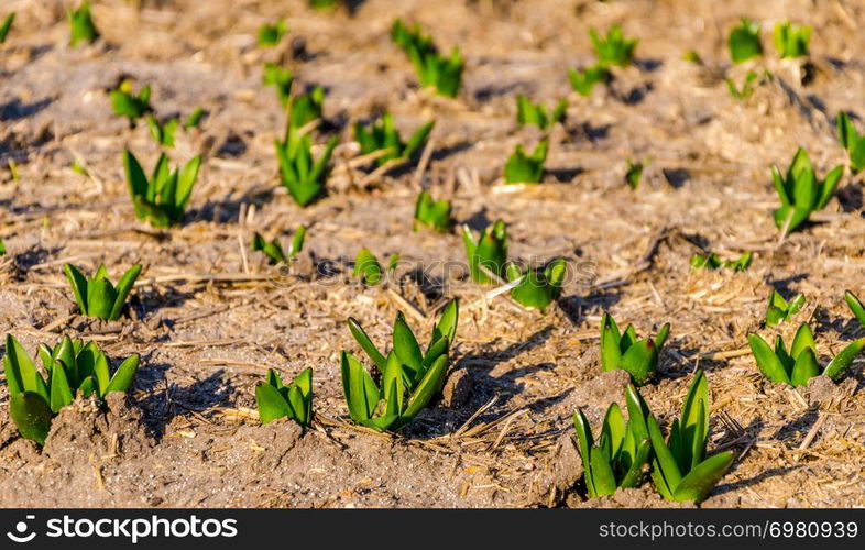 Tulip bulbs sprouting in the Netherlands - copy space, selected focus, narrow depth of field. Tulip bulbs sprouting in the Netherlands in the springtime