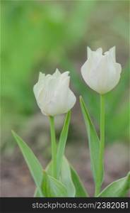 Tulip Calgary blossom. Beautiful white tulip flower with green leaf in garden.. Triumph tulip Calgary