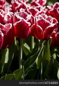 Tulip-Canasta. Canasta tulips in red and white