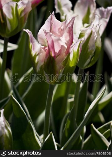 Tulip China Town. pink and white tulip Chinatown