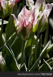 Tulip China Town. pink and white tulip Chinatown