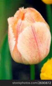 Tulip, close-up