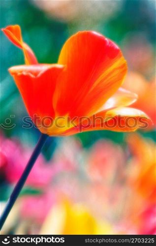 Tulip, close-up