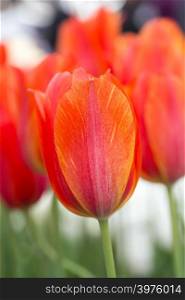 Tulip close-up. Against the background of green grass