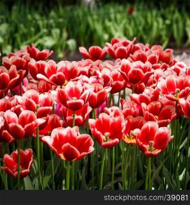 Tulip. colorful tulips. tulips in spring,colourful tulip