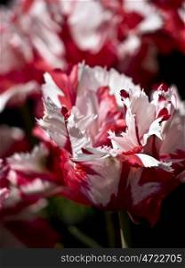 Tulip Estelle Rijnveld. red and white tulip with fringed edge Estelle Rijnveld