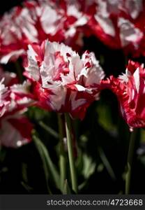 Tulip Estelle Rijnveld-redwhite. red and white tulips with fringed edge Estelle Rijnveld