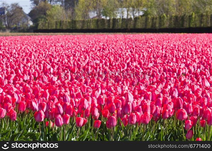 Tulip farm in the Netherlands