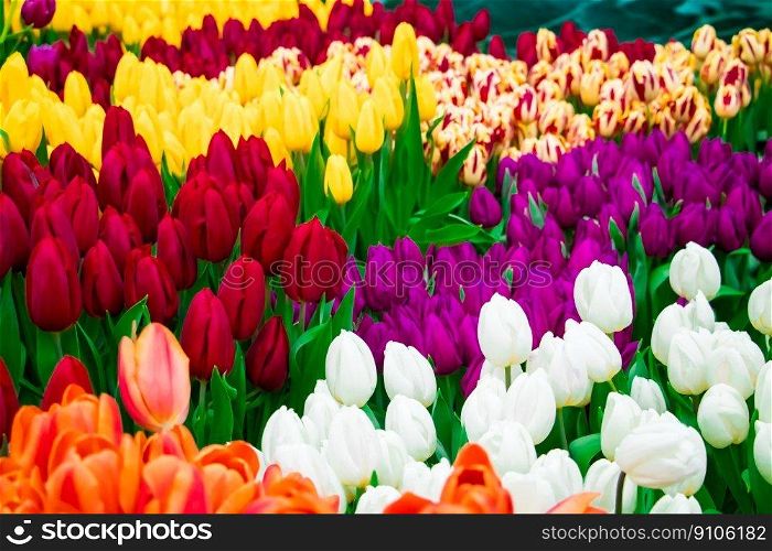 Tulip Festival. Bright colorful flowers close-up. Spring and holiday symbol.. Tulip Festival. Bright colorful flowers. Spring and holiday symbol.