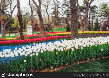 Tulip Festival in the garden Emirgan Park istanbul ,Turkey