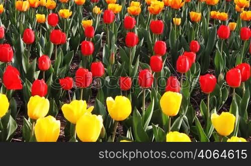 tulip field in spring.