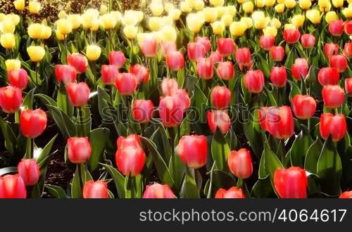 tulip field in sunshine.