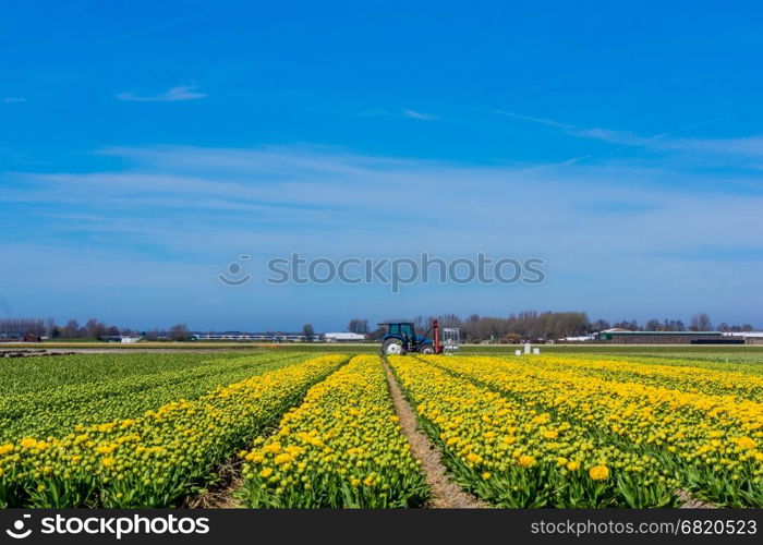 tulip field in the Netherlands. Landscape with tulips