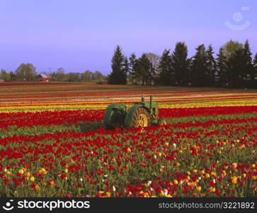 Tulip Field in Woodburn Oregon