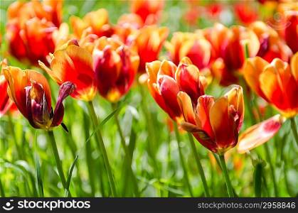 Tulip field on bright summer day