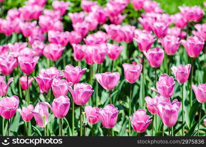 Tulip field on bright summer day