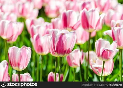 Tulip field on bright summer day