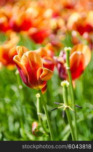 Tulip field on bright summer day