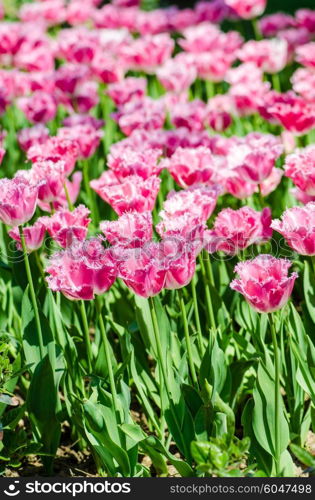 Tulip field on bright summer day