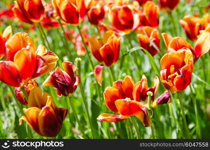 Tulip field on bright summer day