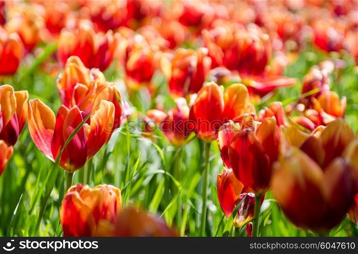Tulip field on bright summer day