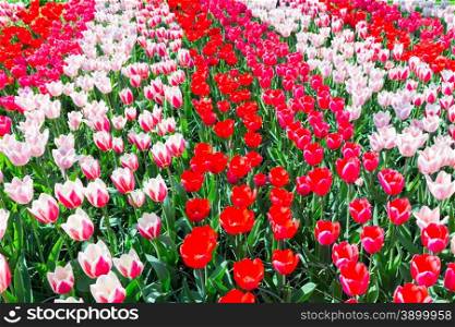 Tulip field with various red tulips in rows in Keukenhof Holland
