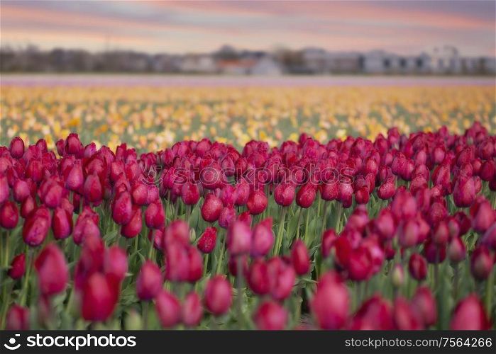 Tulip fields bloom in the Netherlands in spring