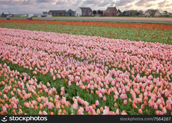 Tulip fields bloom in the Netherlands in spring