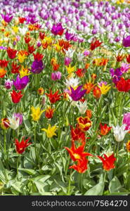 Tulip fields bloom in the Netherlands in spring