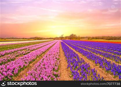 Tulip fields in the Netherlands in spring at sunset