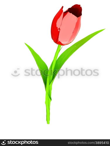 Tulip flower