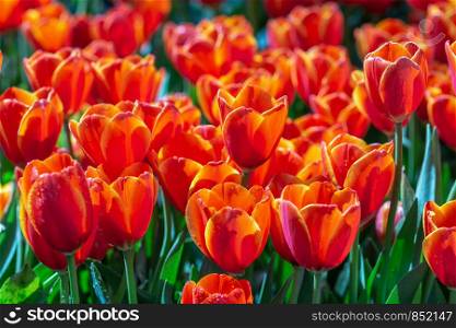Tulip flower and green leaf background in tulip field at winter or spring day for postcard beauty decoration and agriculture design.